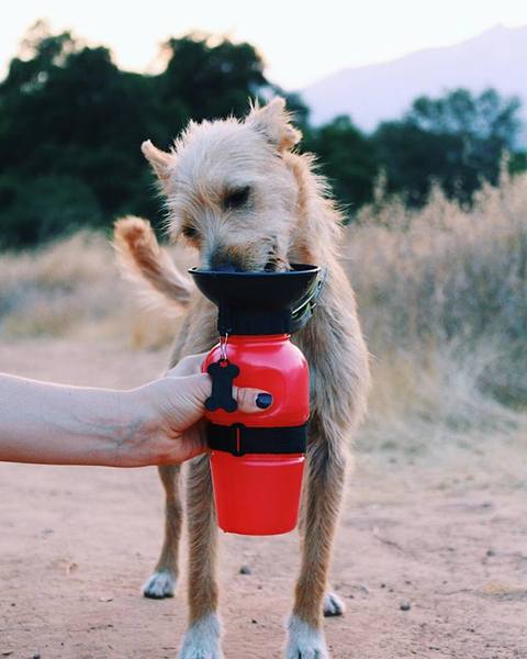 Highwave Auto Dog Mug sticla de apa pentru caini gri