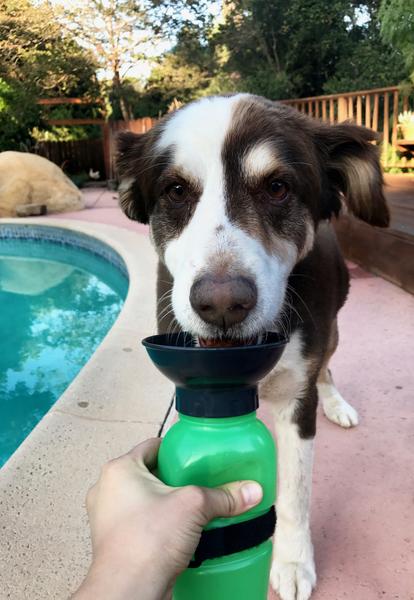 Highwave Auto Dog Mug sticla de apa pentru caini albastru