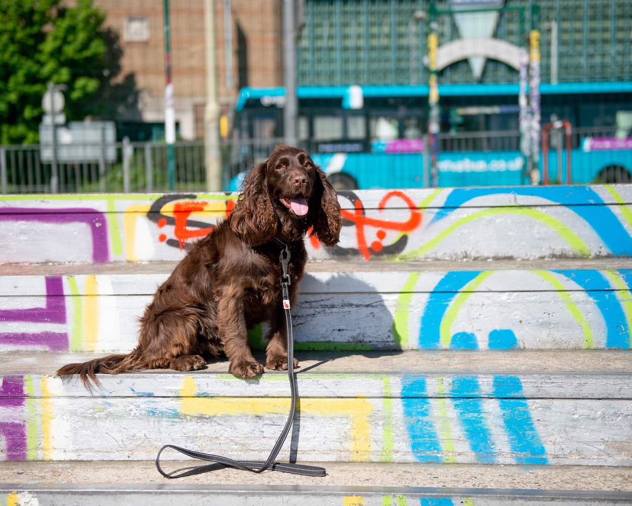 .Lesa Long Paws Urban Trek- Negru