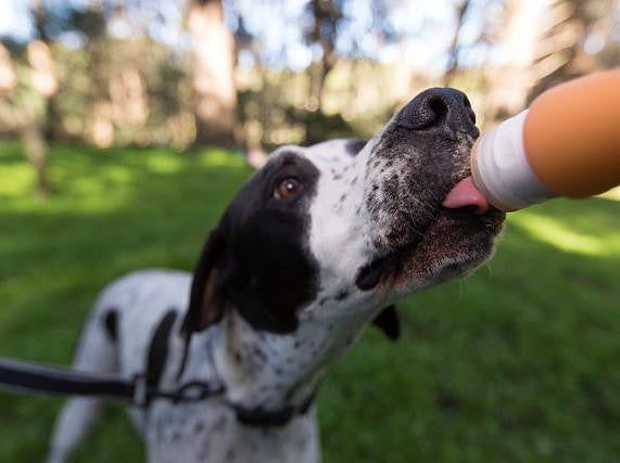 Recipient pentru recompense semilichide sau cremoase - PetGuru Pet Shop by Vetomed
- 5