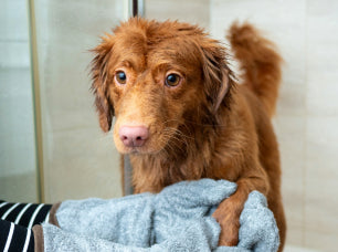 Igiena/Grooming
