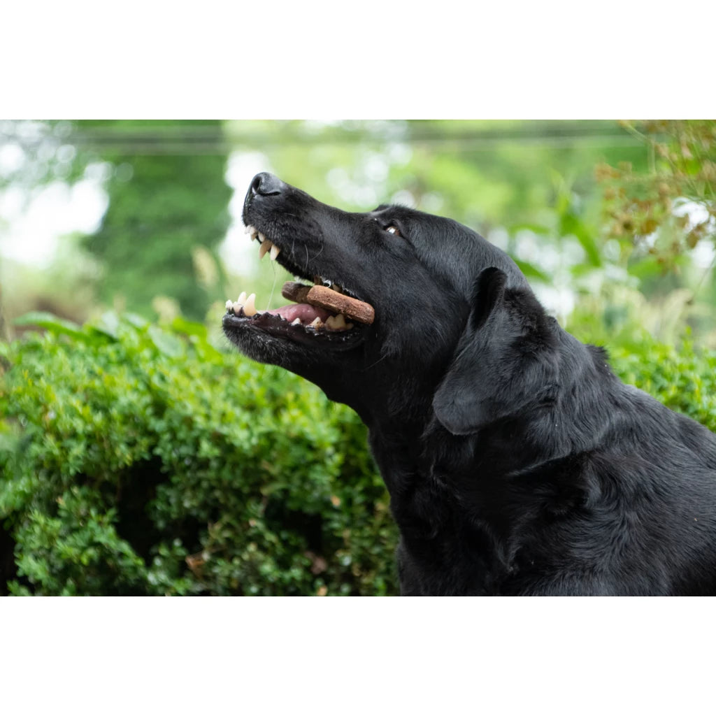 Bugbone Recompense Hipoalergenice