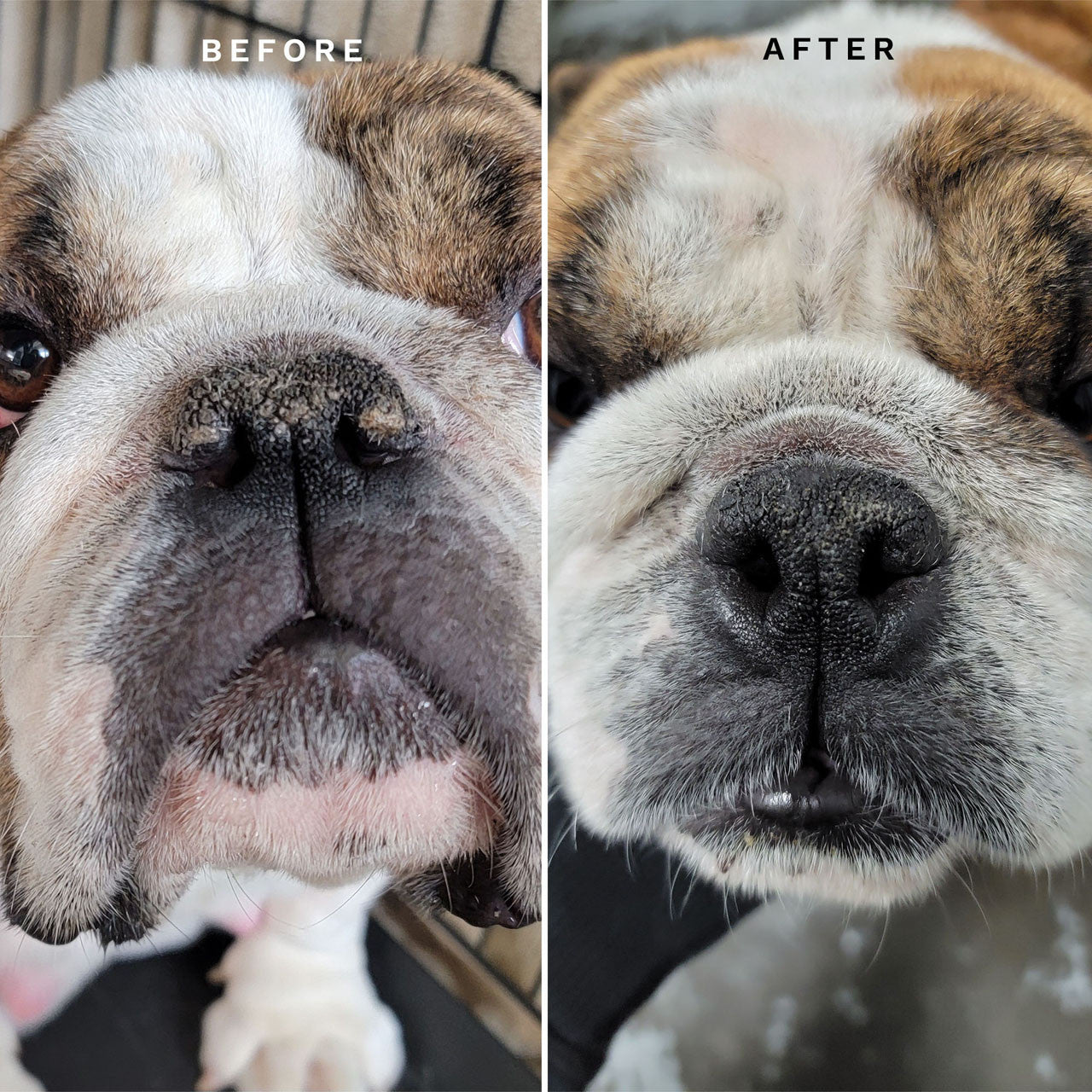 Eye Envy Kit Solutie de indepartarea petelor lacrimale la Bulldog