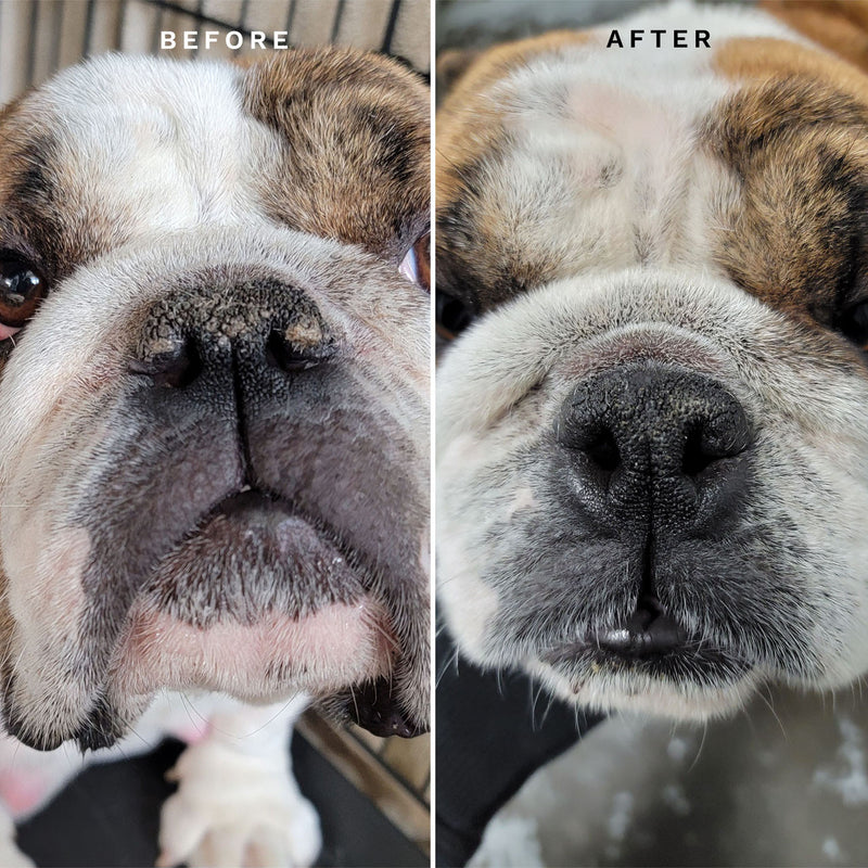 Eye Envy Kit Solutie de indepartarea petelor lacrimale la Bulldog