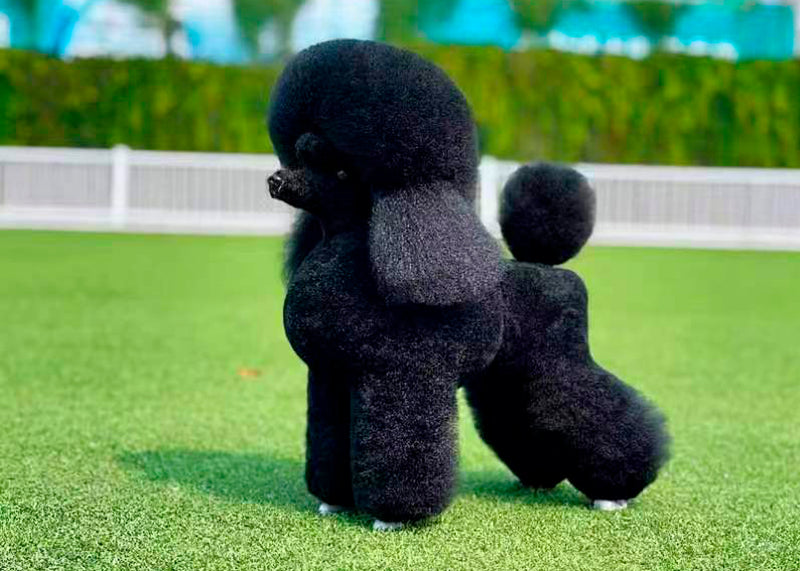 Starzclub Blana pentru manechin Poodle Negru