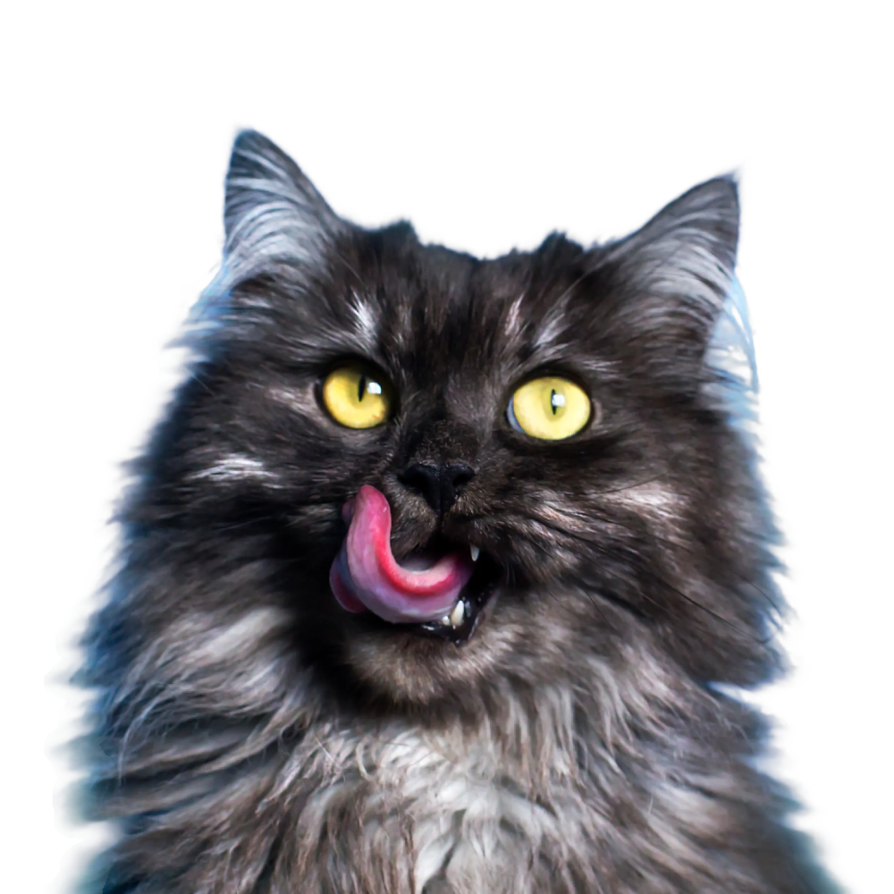 Mese delicioase pentru pisicuțe fericite