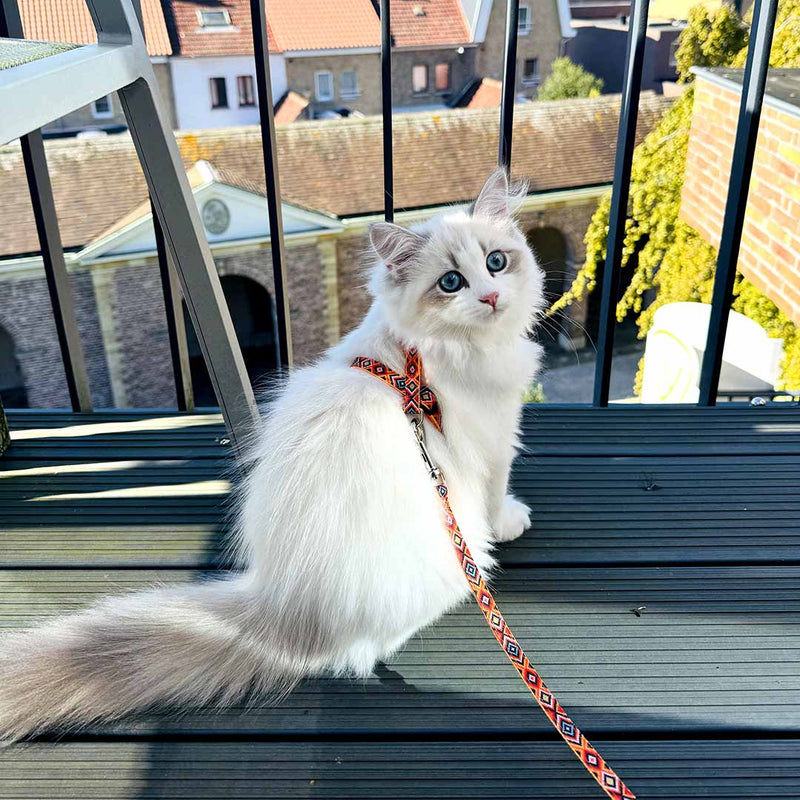 Set plimbare pisici Indian Design 20-35cm