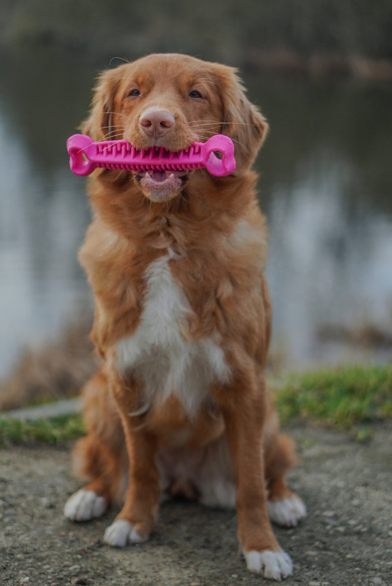 Fiboo Jucarie Dental Os Roz