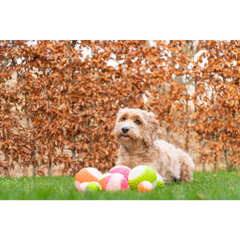 Dog Comets Minge Glow In The Dark Moon Roz