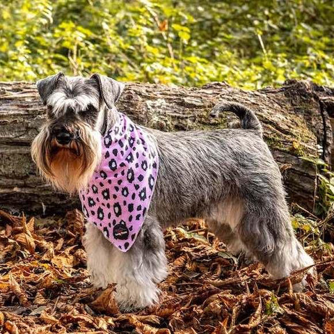 Long Paws Bandana FTD Leopard Roz