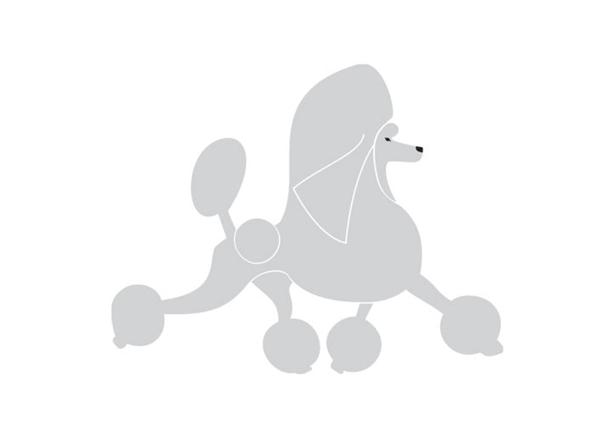 Autocolant Poodle alergand 25 cm Silver Dreapta