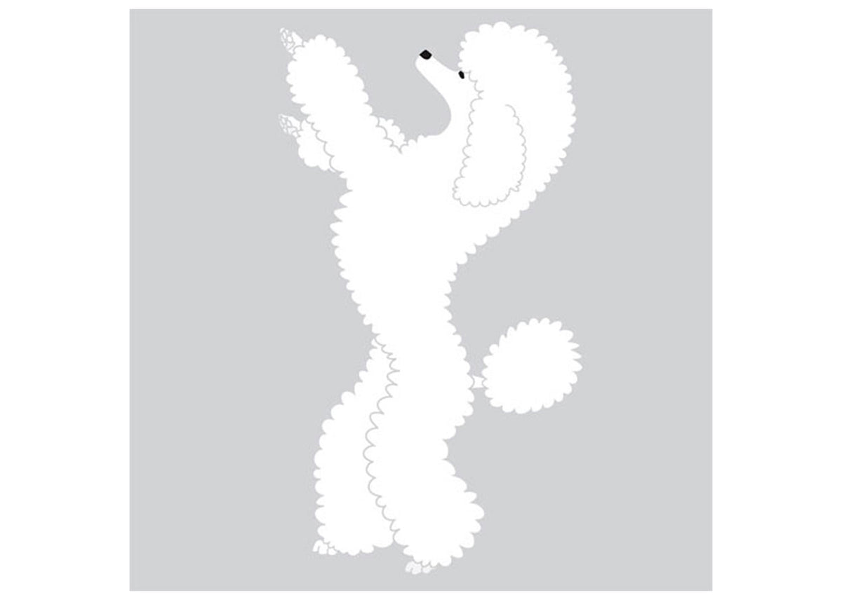 Autocolant Poodle in picioare 25 cm Alb Stanga