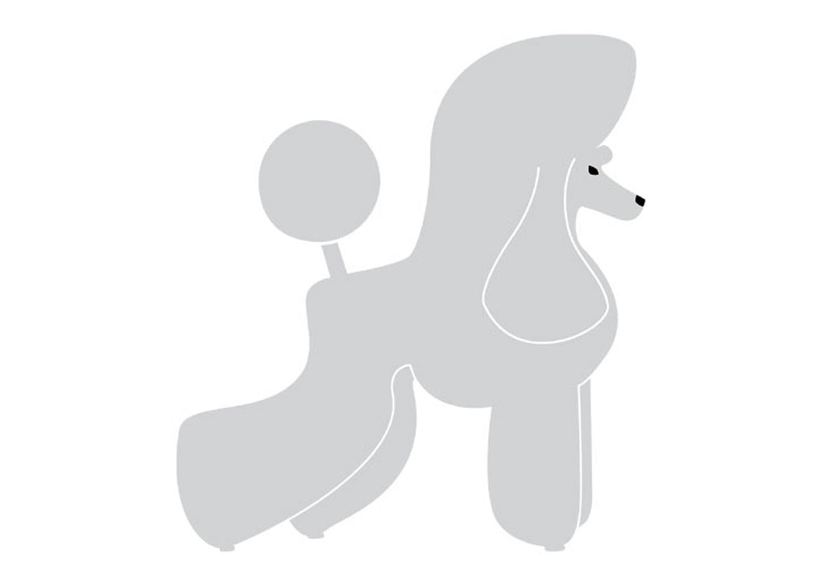 Autocolant Poodle Puppy 10 cm Silver Dreapta
