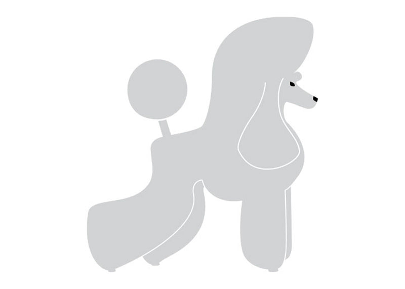 Autocolant Poodle Puppy 10 cm Silver Dreapta