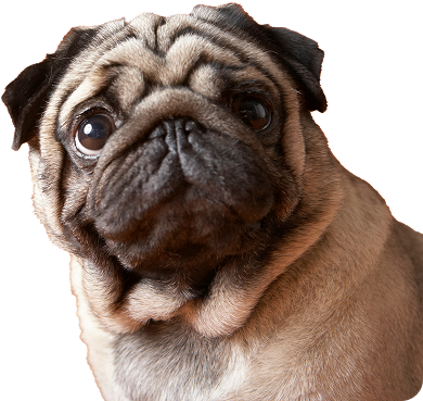 Echipament premium pentru aventurile tale cu patrupedul!