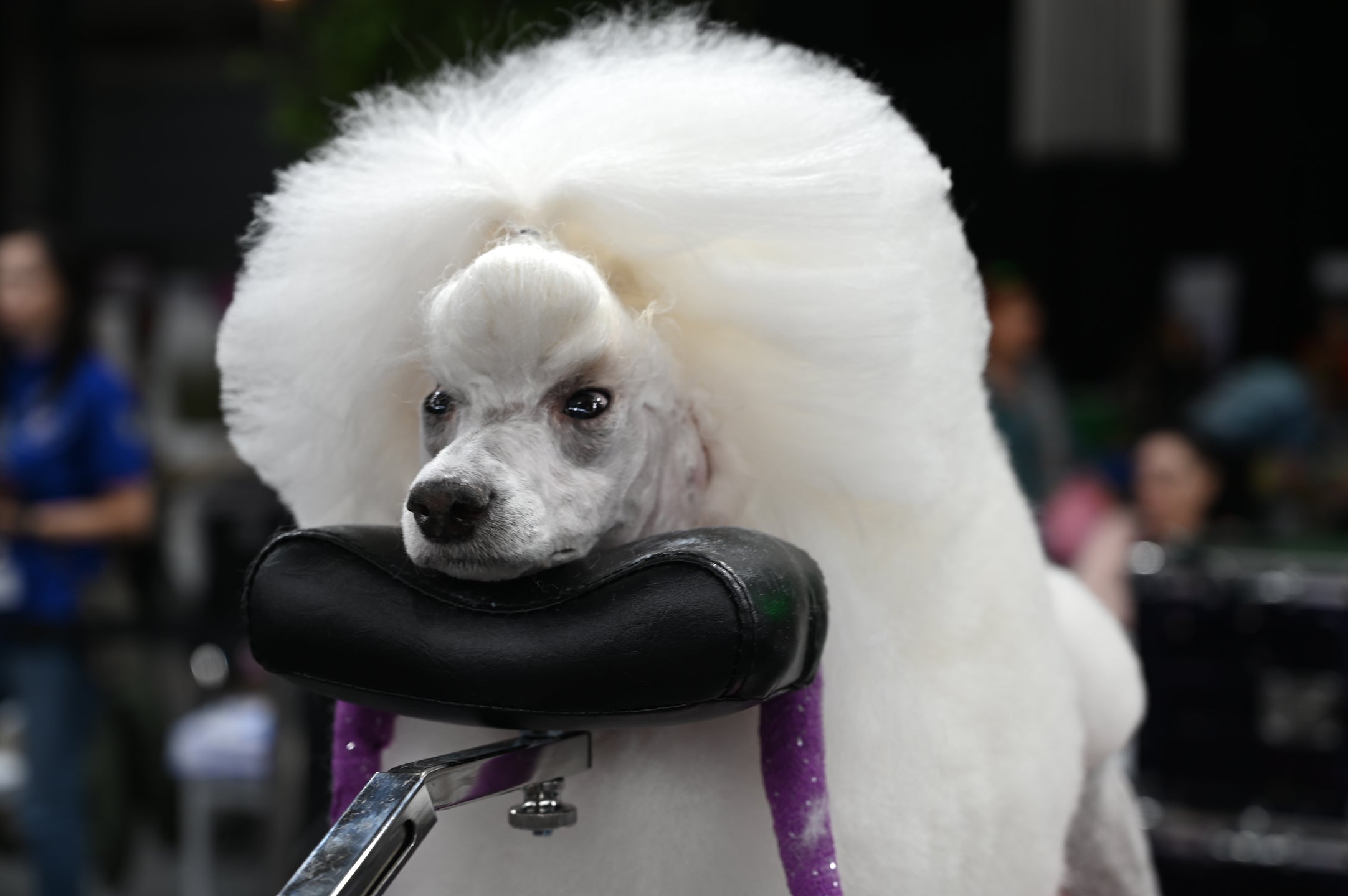 Groom-X pro Comfort Suport cap