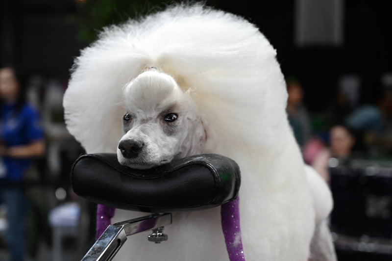 Groom-X pro Comfort Suport cap