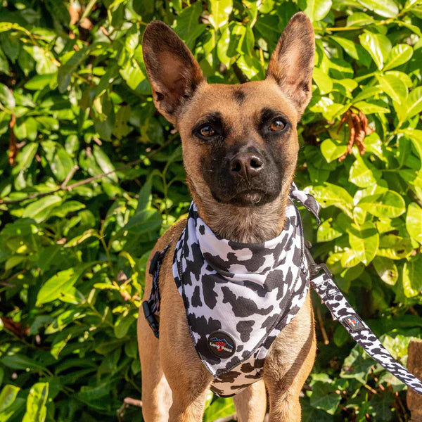 Long Paws Bandana FTD Vacuta