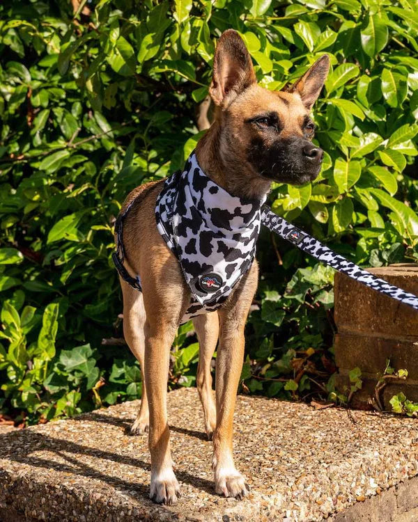 Long Paws Bandana FTD Vacuta