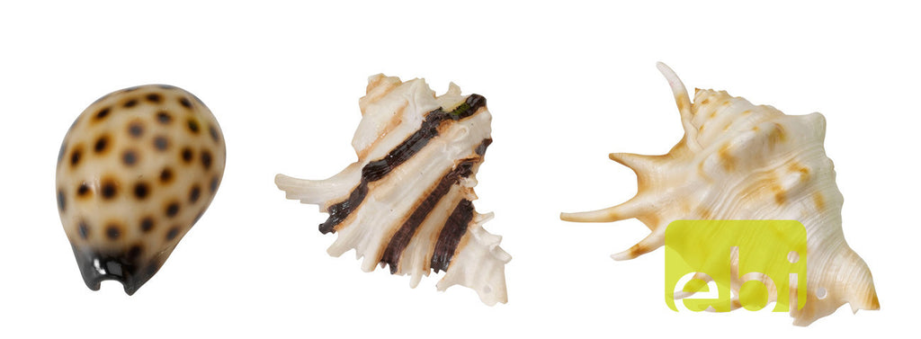 acvaristica sea shell, pet guru, pet shop