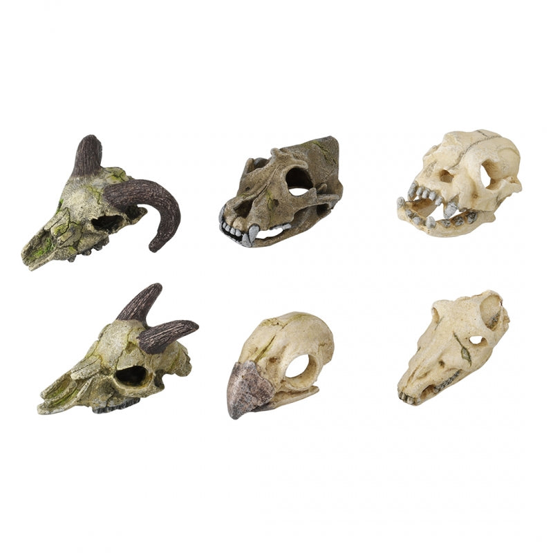 Decoratiune Acvariu - Cranii asortate 7-10 cm