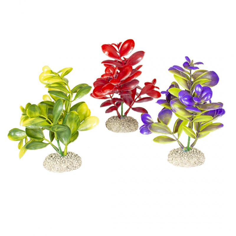 Decoratiune acvariu - mix plante Crassula h 16 cm