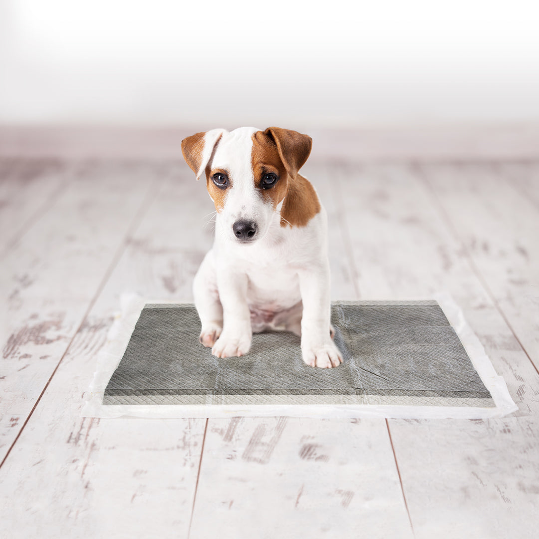 Trainer Pet Pad 45 x 60cm 30 buc Carbon