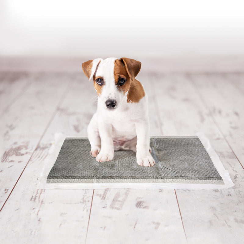 Trainer Pet Pad 45 x 60cm 30 buc Carbon