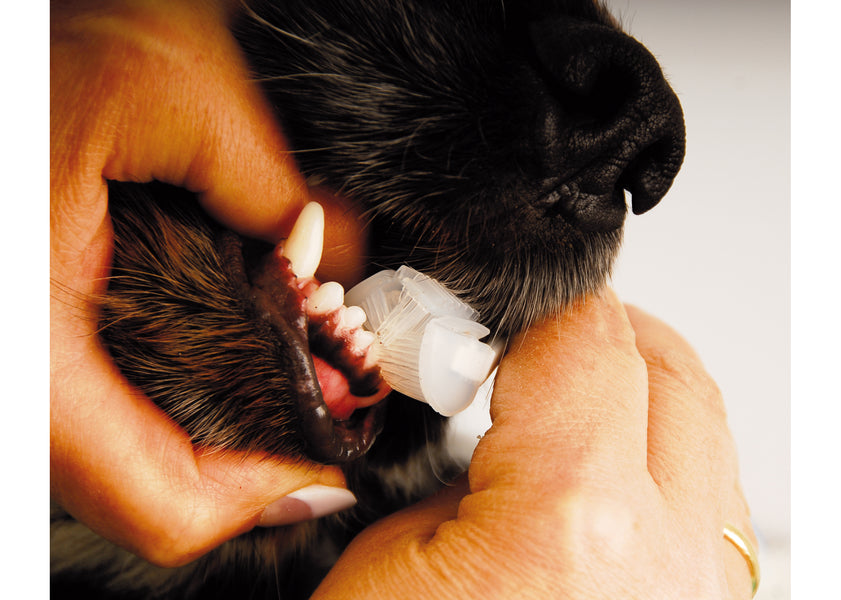 Show Tech Periuta Dinti Trio Pet-3 capete