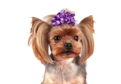 Fundite pentru Caini - set 6 buc Curly - Cluj