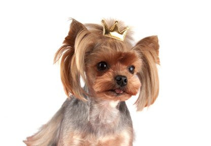 Accesorii Caini - Fundite - set 6 but Royal cu clip - Cluj