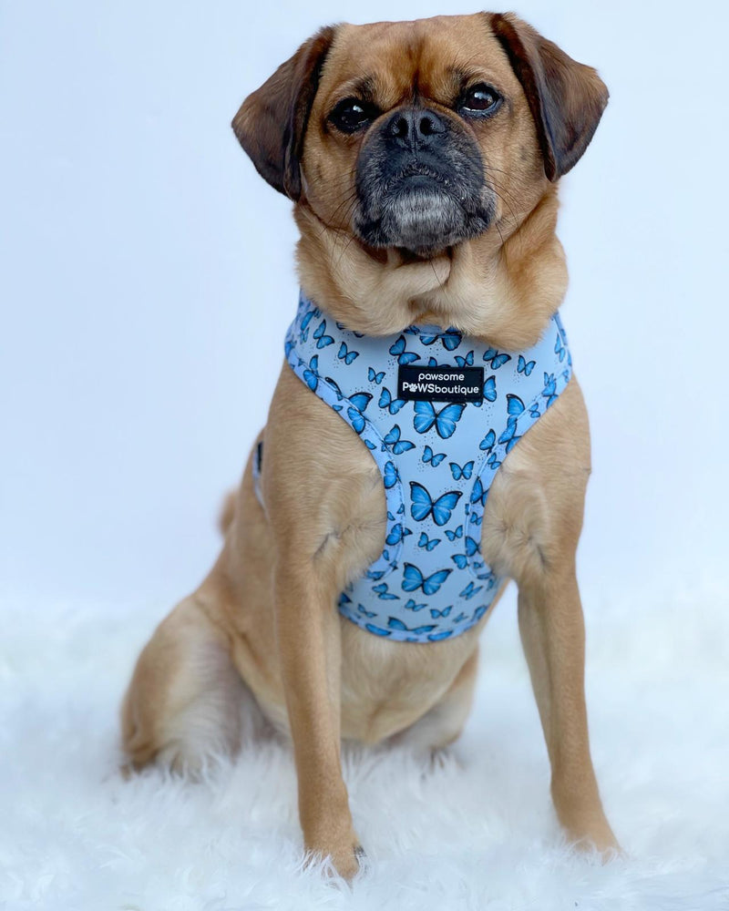 Pawsome Paws Ham-Nova Blue