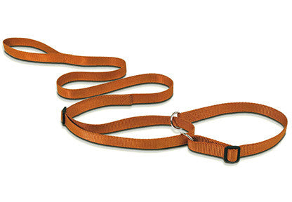 Show Tech Lesa de prezentare cu zgarda 12mmx150cm Aurie - PetGuru Pet Shop by Vetomed
