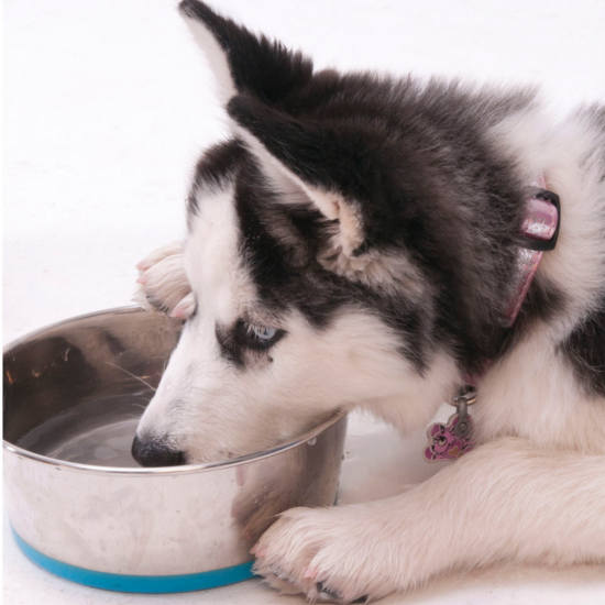 Bol Rogz Slurp Antiderapant- roz