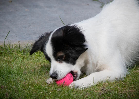 Jucarie Dog Comets Minge Stardust Portocalie
