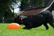 Jucarie Dog Comets Minge plastic Pan-Stars Portocaliu