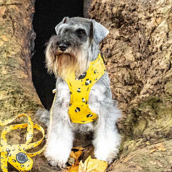 Ham Long Paws FTD Mustard Panda