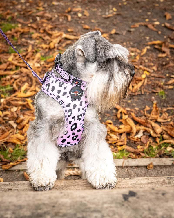 Ham Long Paws FTD Leopard Roz