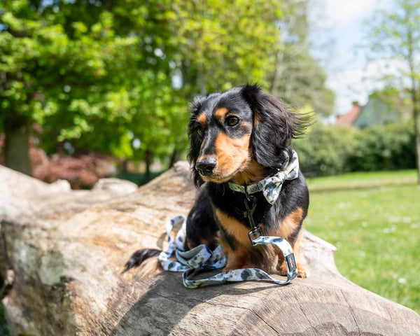 Lesa Long Paws FTD Gri Splash
