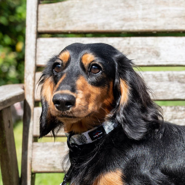 Zgarda Long Paws FTD - Splodge Grey
