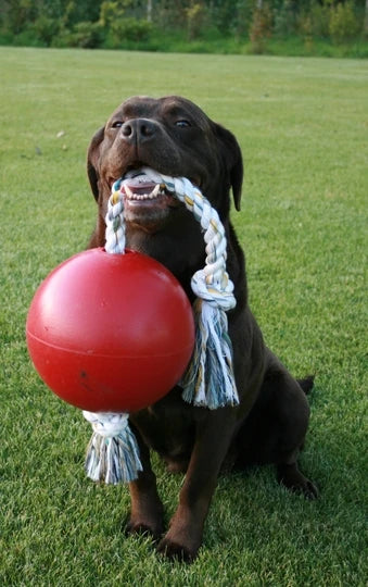 Jucarie Jolly Ball Romp-n-Roll