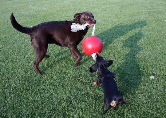 Jucarie Jolly Ball Romp-n-Roll