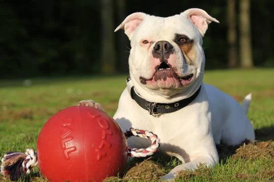 Jucarie Jolly Ball Romp-n-Roll