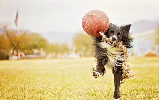 Jucarie Jolly Ball Romp-n-Roll