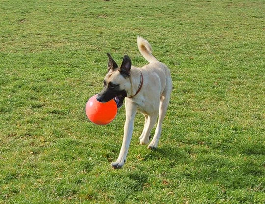 Jucarie Jolly Ball Bounce-n Play 15cm