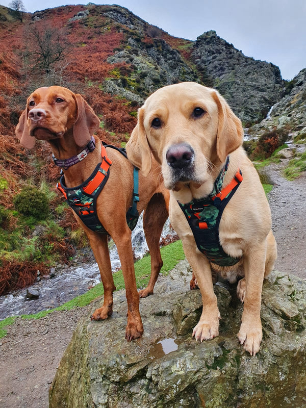 Ham Long Paws Model Army- Earth Friendly