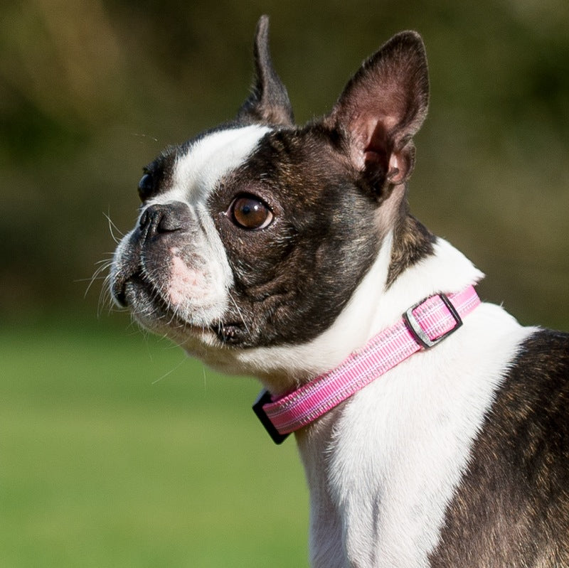 .Zgarda Long Paws Comfort Collection Roz
