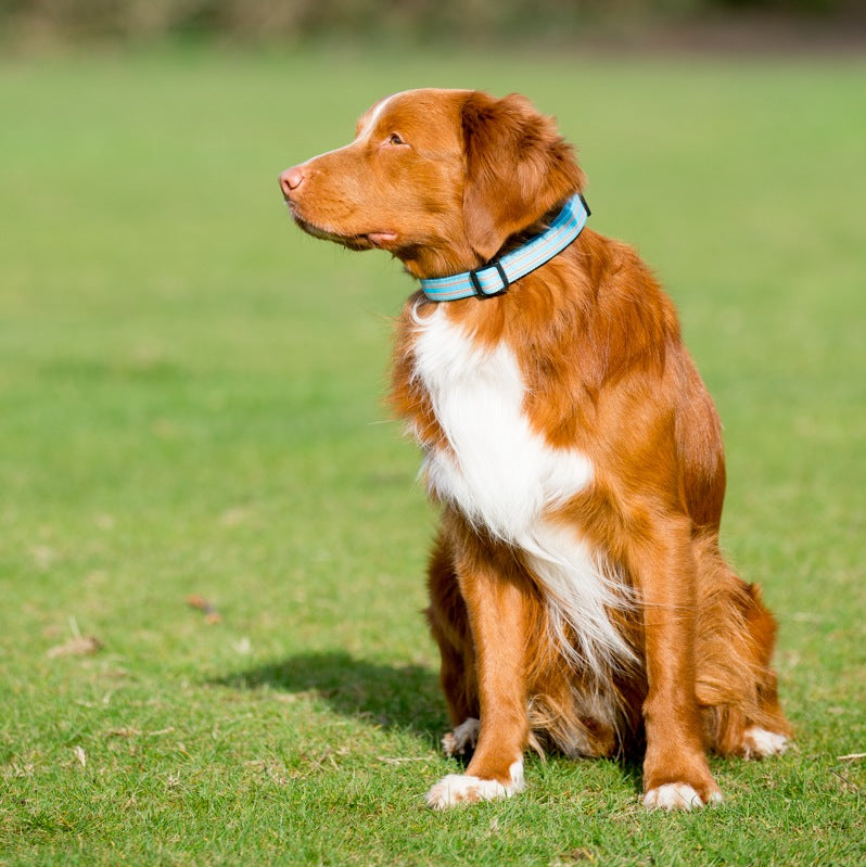 .Zgarda Long Paws Comfort Collection Albastru