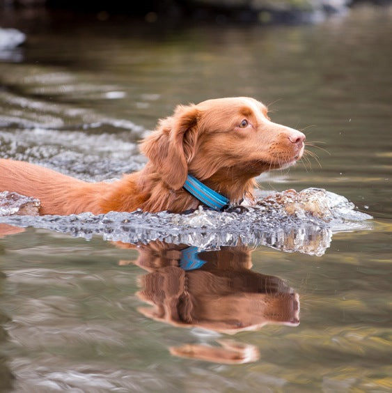 .Zgarda Long Paws Comfort Collection Albastru