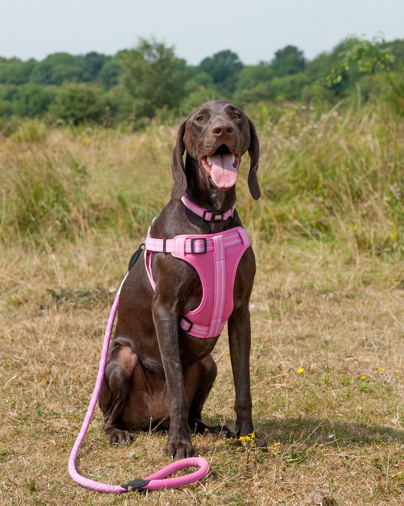 Ham Long Paws Comfort Collection Roz